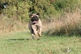 BULLMASTIFF 170